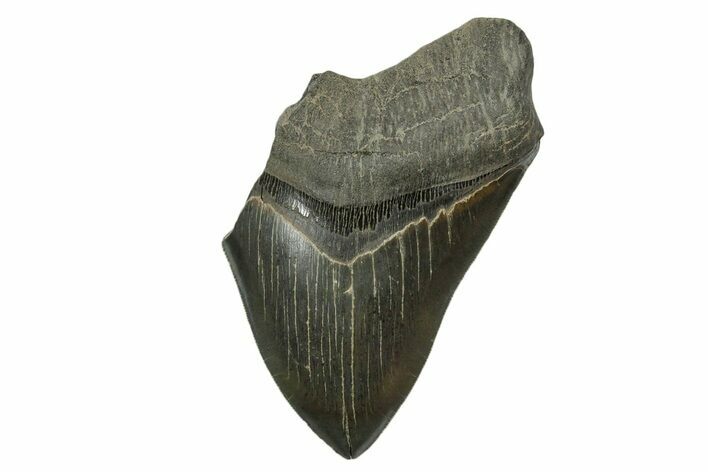 Partial Fossil Megalodon Tooth - Serrated Blade #338806